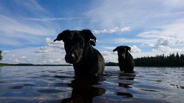 Nyt kävi kuulkaas niin, että päästimme verkkokauppalaisemme kirmailemaan ansaituille kesälaitumille !!!